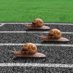 snails racing